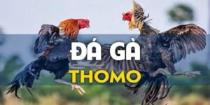 5. Cân nhắc chọn trận đấu kịch tính