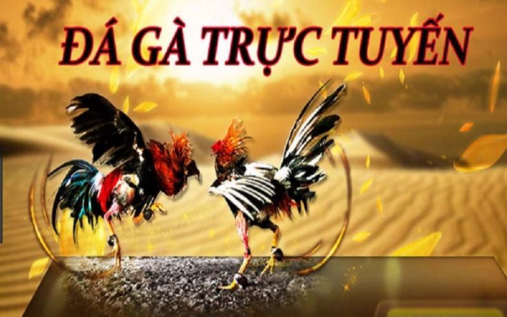 Bí Quyết Chơi Đá Gà Thomo Vuabet Luôn Thắng Từ Cao Thủ