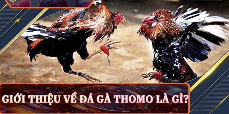 Bật Mí Kinh Nghiệm Chơi Đá Gà Thomo Vuabet Siêu Chuẩn