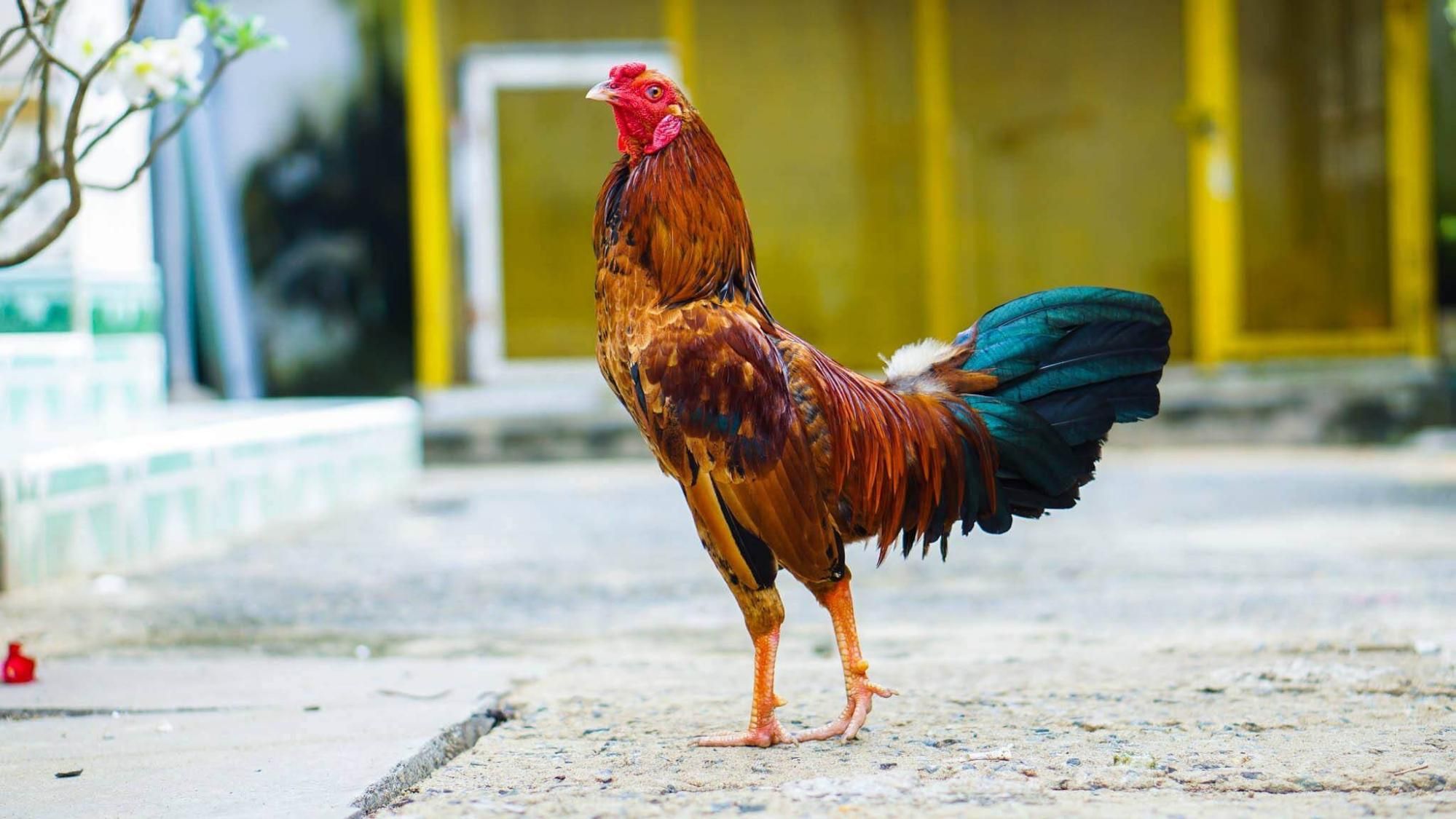 Kinh Nghiệm Đá Gà Tre Vuabet Bất Bại Nhờ Xem Tướng Gà