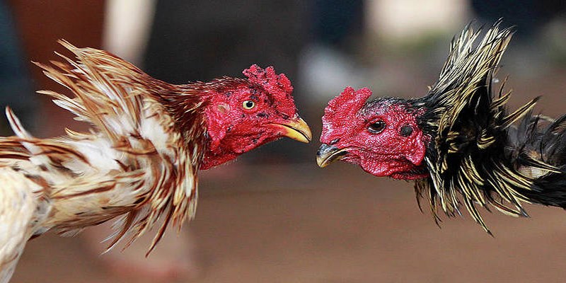 3. Phân biệt gà sung và gà đuối - Kinh Nghiệm Chơi Đá Gà Vuabet 
