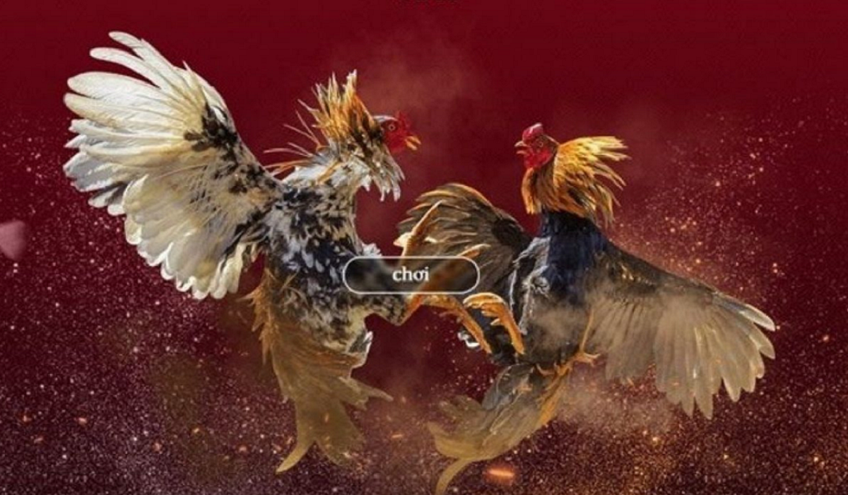 7. Biết lật kèo khi chiến kê hụt lực - Kinh Nghiệm Chơi Đá Gà Vuabet